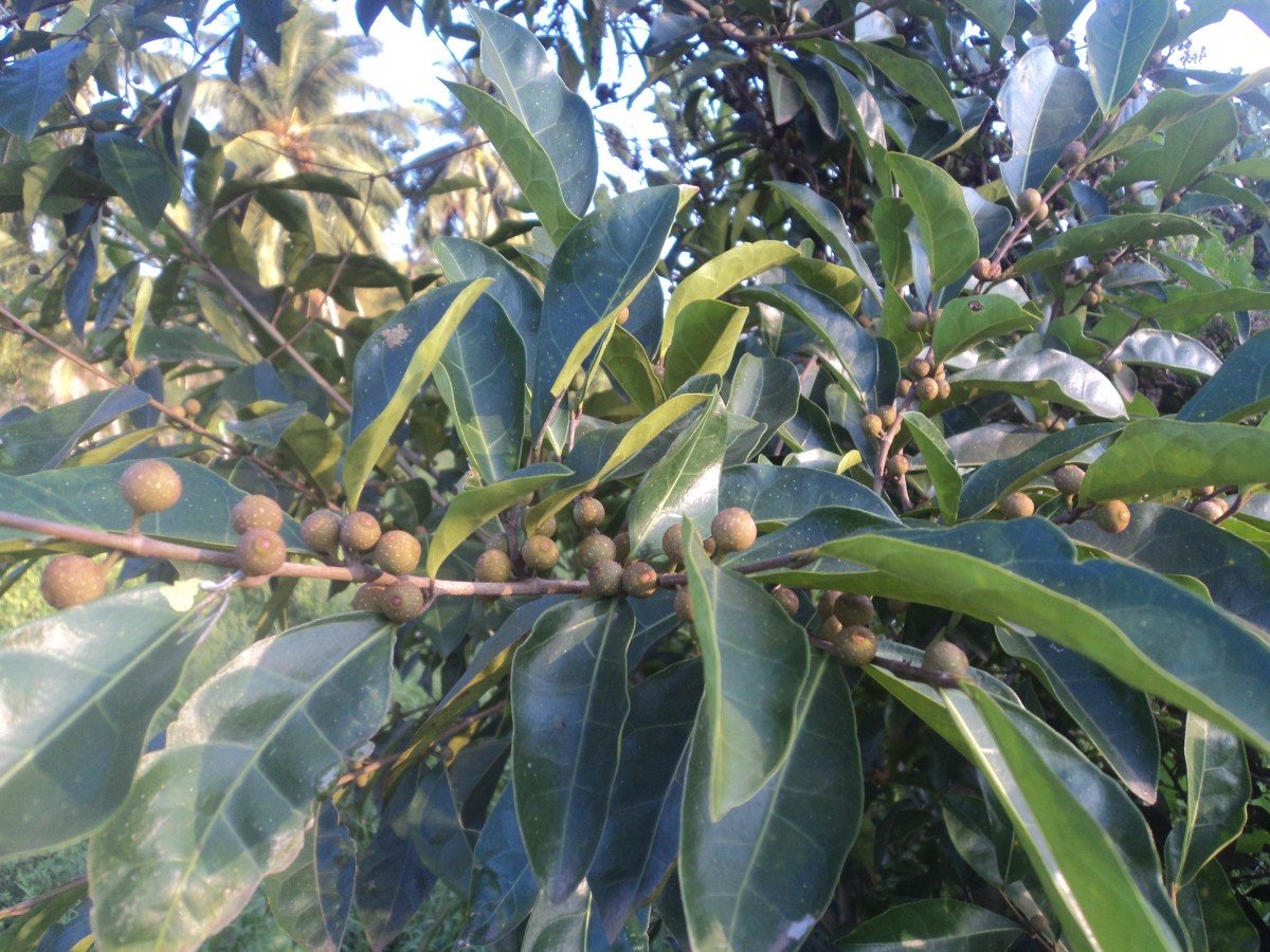 Ficus tinctoria subsp. gibbosa (Blume) Corner